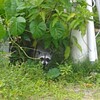 2022-10-05 :: Ambergris Caye Belize :: gummo