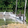 2022-10-05 :: Ambergris Caye Belize :: gummo