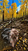 photo thumbnail #10