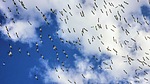 photo thumbnail #9
