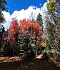 photo thumbnail #12