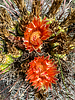 2022-10-07 :1: Saguaro NP to Molino Basin :: GrangerGuy