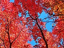 2022-10-13 :3: Fall Foliage on the Rim :: DixieFlyer