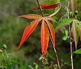 photo thumbnail #15