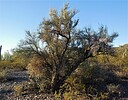 2022-10-17 :3: CCRP 4 Trail Loop :: LosDosSloFolks