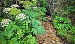2022-07-22 :1: Cosley Lake to Chief Customs Trailhead :: tibber