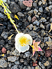 2022-10-17 :1: Strawberry Crater :: GrangerGuy