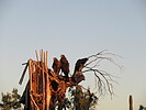 2022-10-21 :2: Tortolita Preserve Loop :: Jim