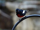 photo thumbnail #1