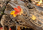 photo thumbnail #15