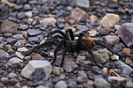 photo thumbnail #9
