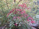 photo thumbnail #15