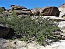 2022-11-04 :2: Hidden Valley via Pima Canyon :: LosDosSloFolks