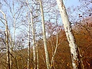 photo thumbnail #8