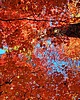 photo thumbnail #10