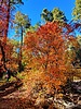 photo thumbnail #14