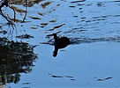 2022-11-10 :2: Hassayampa River Preserve :: LosDosSloFolks