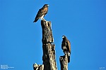 2022-11-11 :1: Hawknest Trail - MSPN :: Yoder