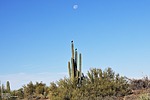 2022-11-11 :1: Hawknest Trail - MSPN :: Yoder