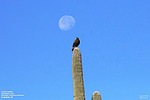 2022-11-11 :1: Hawknest Trail - MSPN :: Yoder