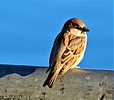 photo thumbnail #5