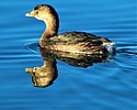 photo thumbnail #13