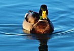 photo thumbnail #10