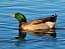 photo thumbnail #9