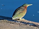 photo thumbnail #14