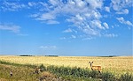 photo thumbnail #8
