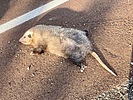 photo thumbnail #1