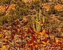 photo thumbnail #8