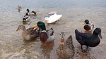 photo thumbnail #5