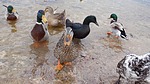 photo thumbnail #3