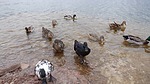 photo thumbnail #6