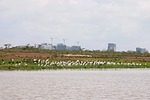 2022-12-06 :2: Nairobi National Park :: gummo
