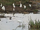 2022-12-07 :2: Nairobi National Park :: gummo