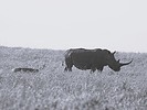 photo thumbnail #13