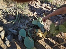 photo thumbnail #6