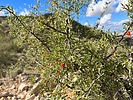 2022-12-12 :2: Telegraph Pass Trail - South Mountain :: Walkingbambam