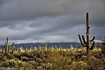 photo thumbnail #13
