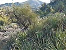 2022-12-19 :3: Cottonwood Trail 247-247A Loop :: LosDosSloFolks