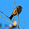 photo thumbnail #2