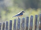 2022-12-22 :2: Fort Bowie Loop :: cactuscat