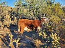 2022-12-25 :2: Tortolita Preserve Loop :: Mike_W