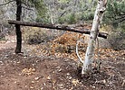 photo thumbnail #15