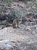 2022-11-25 :3: Palomino Mtn - Black Top Mesa - Battleship Mtn :: pseudalpine