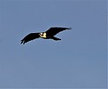 2023-01-08 :2: Pioneer Community Park - Peoria :: rrshort