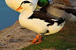 photo thumbnail #5