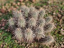 2023-01-13 :1: Ridgeback - Apache Vista Loop :: tibber